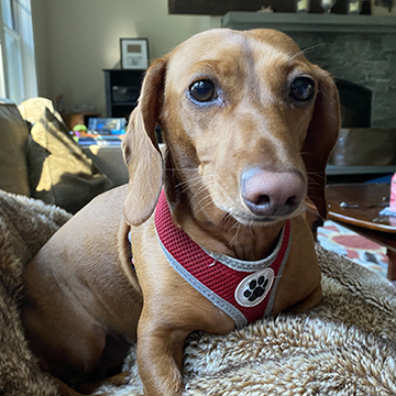 Renada Goldberg's dog, Lizzie