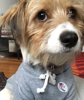Assistant Professor Aaron Rosenthal's dog, Sonny