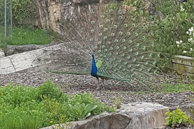 A peacock at the Franklin Park Zoo