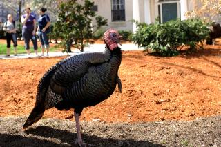 Turkey standing on the Simmons Residential Campus