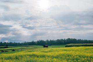 Yellow meadow and a cabin.