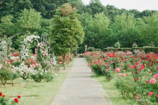 Kelleher Rose Garden