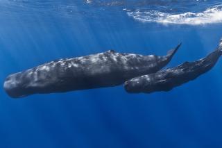 Sperm whales photograph by Gabriel Barathieu, courtesy of Wikimedia Commons and Creative Commons