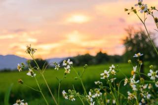 Photo of a meadow with small whispy flowers.