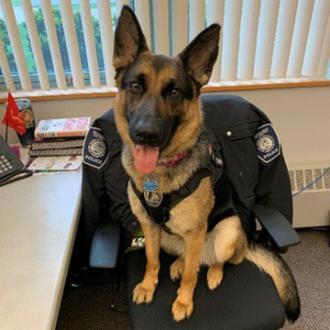 Athena, the Simmons Police comfort dog, sits on a chair in her office
