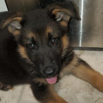 Athena, the Simmons Police comfort dog, as a puppy