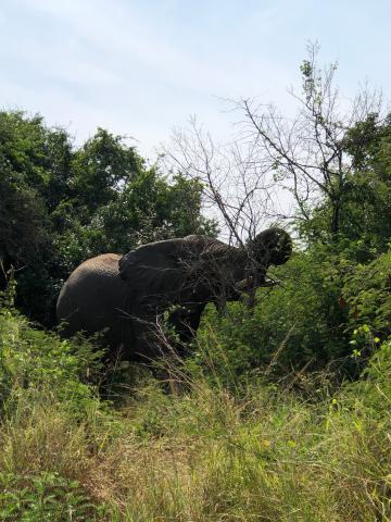 Elephant in the wild.