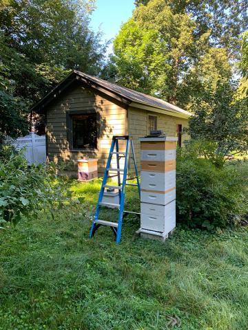 Helen Popinchalk's backyard beehive