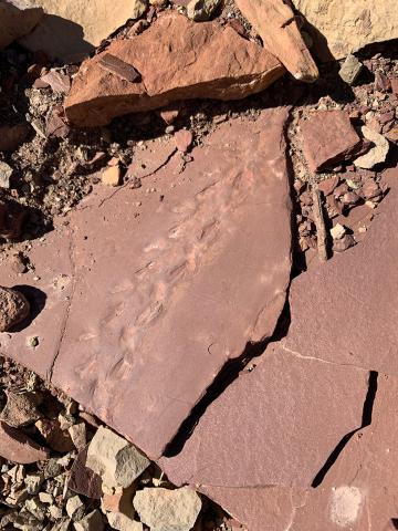 Fossil tracks at prehistoric trackways national monument.