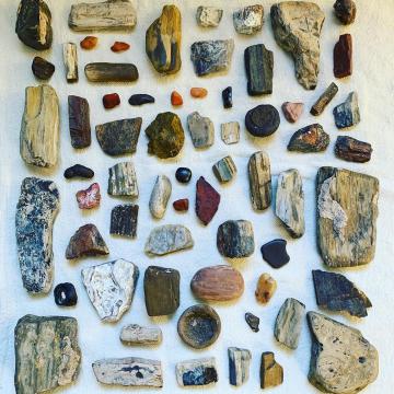 Petrified wood and other finds from a site outside of Albuquerque.