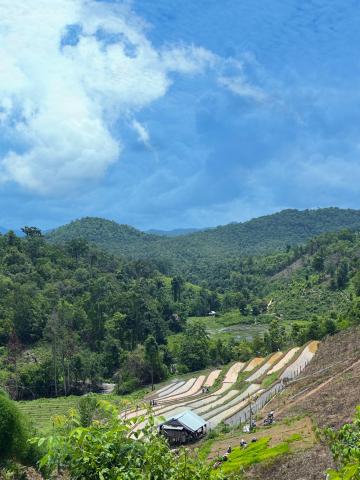 Rice fields on the mountainside