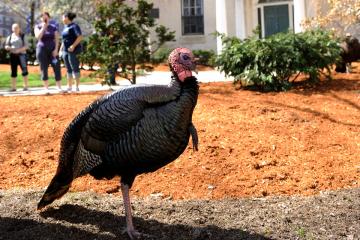 Turkey standing on the Simmons Residential Campus