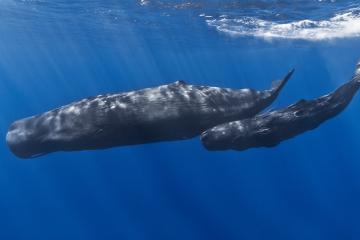 Sperm whales photograph by Gabriel Barathieu, courtesy of Wikimedia Commons and Creative Commons
