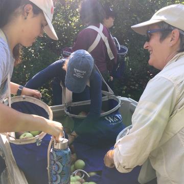 Jenna Clemenzi '19, '20MPP and Professor Carole Biewener load apples into bin.