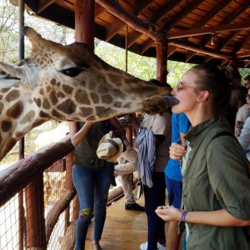 Megan Ludgate kissing a giraffe in the Nairobi Giraffe Center, Kenya, March 2017