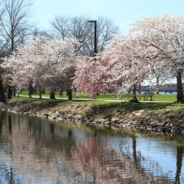 Flowering trees along a portion of the Charles River Esplanade