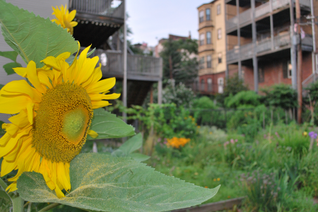 A garden in East Boston