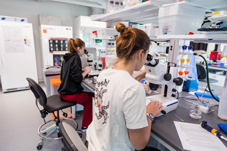 Two Simmons students using microscopes in the Biology lab