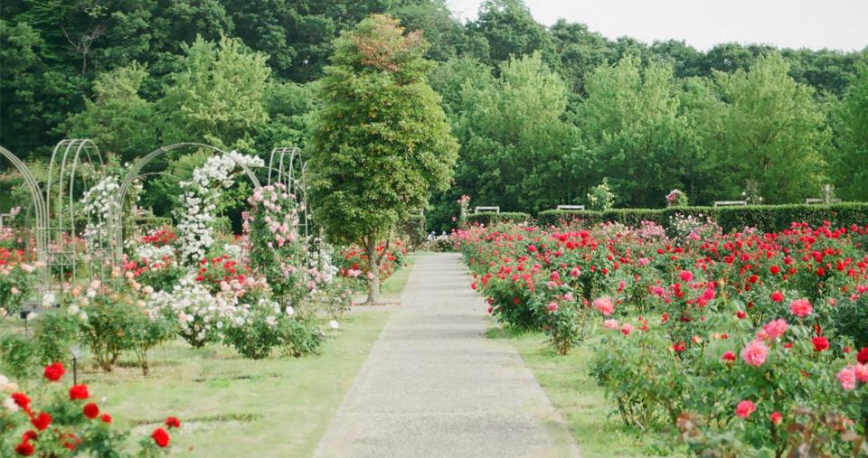 Kelleher Rose Garden