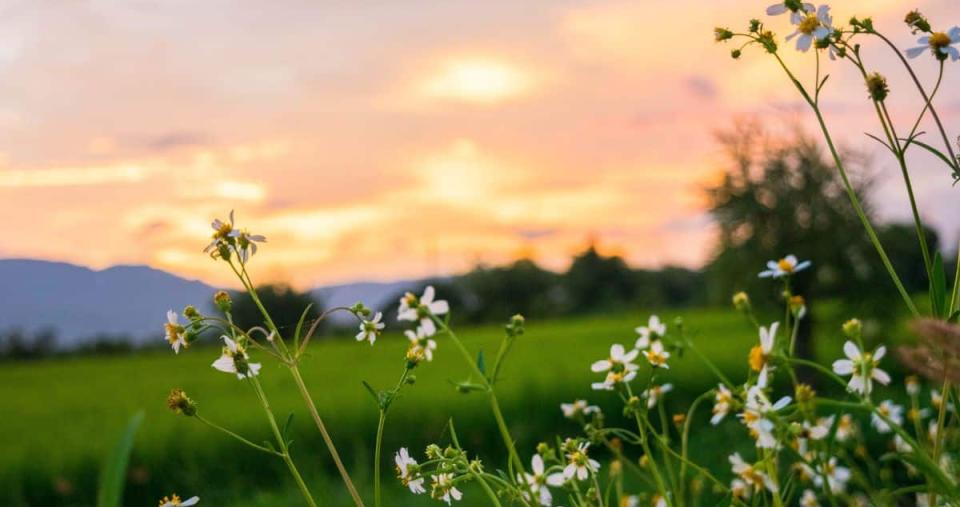 Photo of a meadow with small whispy flowers.